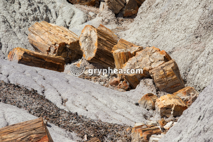 Troncs pétrifies - gryphea.com